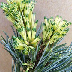 Сосна японская Фукай ​​​​​​​/ С7,5 / h 40-50 / Pinus Fukai