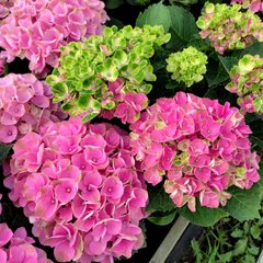 Гортензия крупнолистная Опал Пинк / С5 / Hydrangea Opal pink