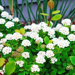 Спирея березолистная Исланд / C3 / Spiraea betulifolia Island