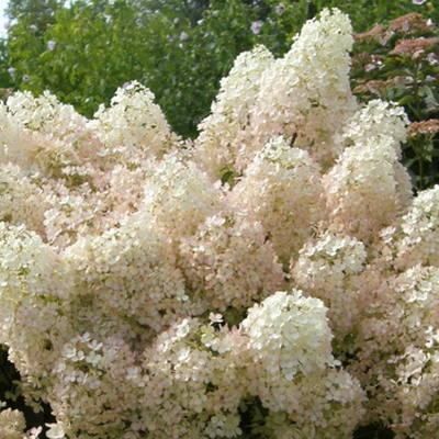 Гортензія волотиста Бобо / Hydrangea paniculata Bово / С5