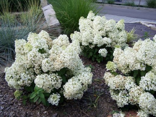 Гортензія волотиста Бобо / Hydrangea paniculata Bово / С5