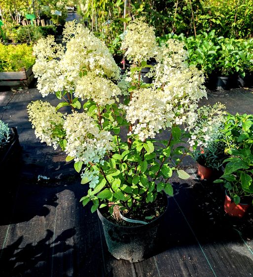 Гортензия метельчатая Бобо / Hydrangea paniculata Bово / С5