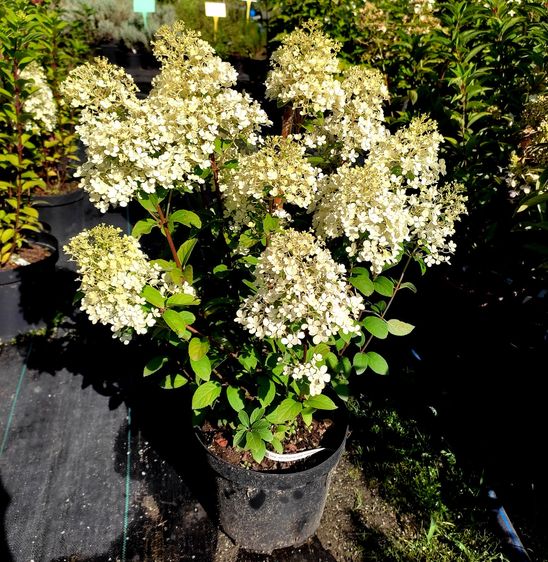 Гортензія волотиста Бобо / Hydrangea paniculata Bово / С5