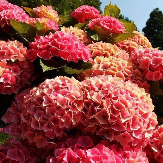 Гортензия крупнолистная Опал Пинк / С5 / Hydrangea Opal pink