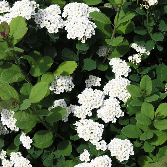 Спірея березолиста Ісланд / C3 / Spiraea betulifolia Island