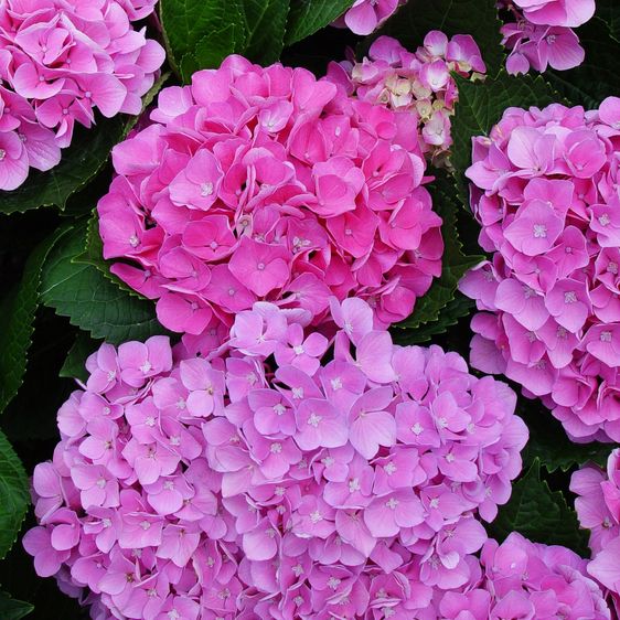 Гортензия крупнолистная Опал Пинк / С5 / Hydrangea Opal pink