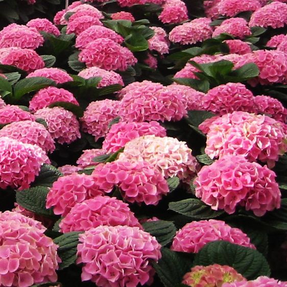 Гортензия крупнолистная Опал Пинк / С5 / Hydrangea Opal pink