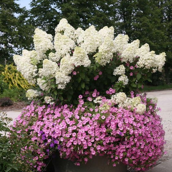 Гортензія волотиста Бобо / Hydrangea paniculata Bово / С5