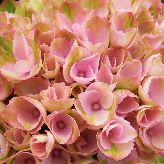 Гортензія крупнолиста Опал Пінк / С5 / Hydrangea Opal pink