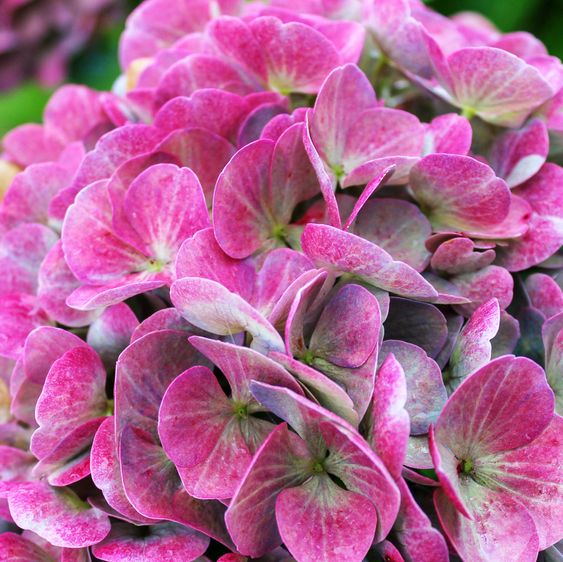 Гортензия крупнолистная Опал Пинк / С5 / Hydrangea Opal pink