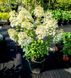 Гортензія волотиста Бобо / Hydrangea paniculata Bово / С5