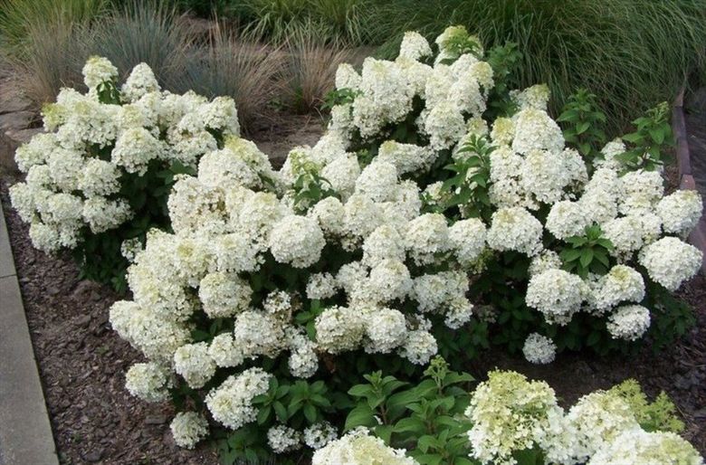 Гортензія волотиста Бобо / Hydrangea paniculata Bово / С5