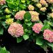 Гортензия крупнолистная Опал Пинк / С5 / Hydrangea Opal pink