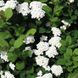 Спирея березолистная Исланд / C3 / Spiraea betulifolia Island