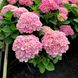 Гортензія крупнолиста Опал Пінк / С5 / Hydrangea Opal pink