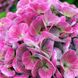 Гортензія крупнолиста Опал Пінк / С5 / Hydrangea Opal pink