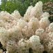 Гортензия метельчатая Бобо / Hydrangea paniculata Bово / С5