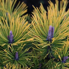 Сосна горная Голден Глоу / h 30-40 / Pinus mugo Golden Glow