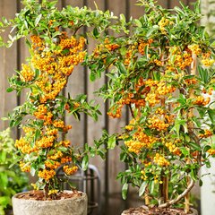 Піраканта карликова Санні Стар / Pyracantha coccinea Sunny Star