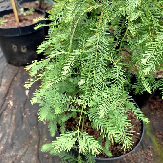 Метасеквойя Мисс Грейс / С10 / h 80-100 / Metasequoia Miss Grace