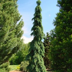 Ялина сербська Пендула / С5 / h 40-65 / Picea omorika Pendula