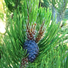 Сосна белокорая Сателлит / С10 / h 60-70 / Pinus Satellit