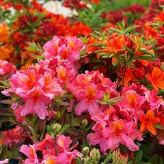 Азалія листопадна Берріроуз / Rhododendron Berryrose