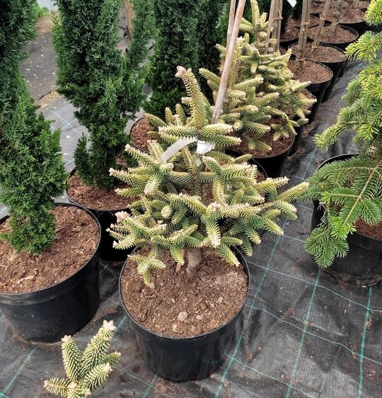 Ялиця іспанська Ауреа / С10 / h 40-50 / Abies pinsapo Aurea