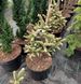 Пихта испанская Ауреа / С10 / h 40-50 / Abies pinsapo Aurea