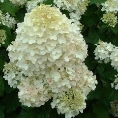 Гортензия Сильвер Доллар / С5 / Hydrangea Silver Dollar