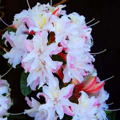 Азалія листопадна Дабл Парфе / Rhododendron Double Parfait
