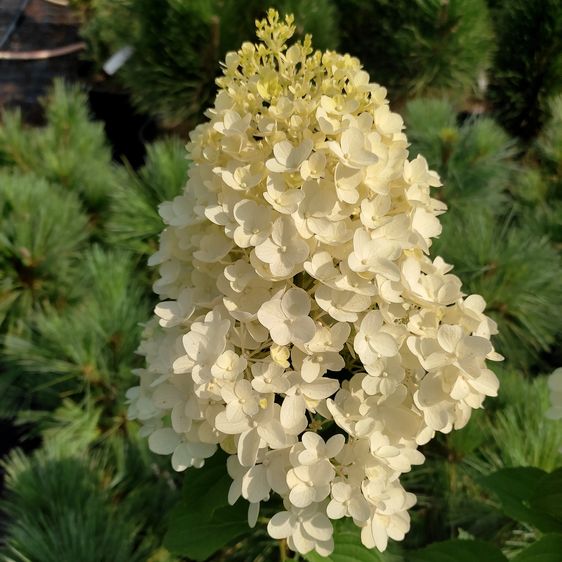 Гортензія Сільвер Долар / С5 / Hydrangea Silver Dollar