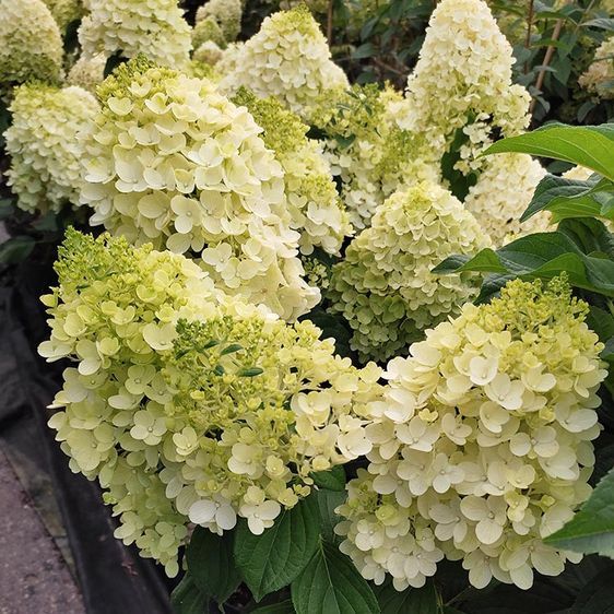 Гортензия Сильвер Доллар / С5 / Hydrangea Silver Dollar