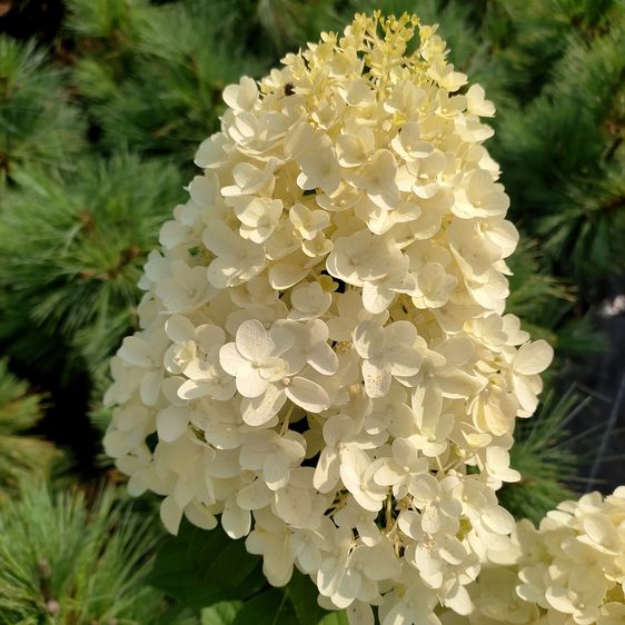 Гортензія Сільвер Долар / С5 / Hydrangea Silver Dollar