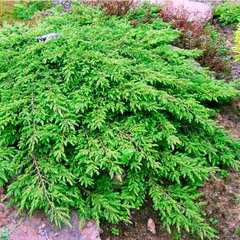 Ялівець звичайний Репанда / Juniperus Repanda