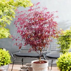 Клен японский Роял Гарнет / С3 / Acer palmatum Royal Garnet