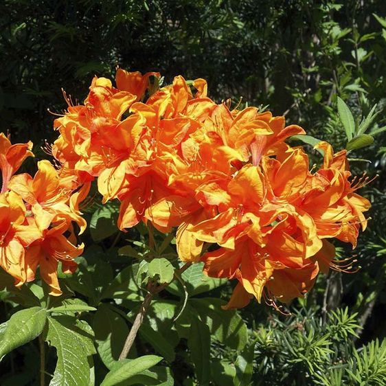 Азалия листопадная Голден Игл / Rhododendron Golden Eagle