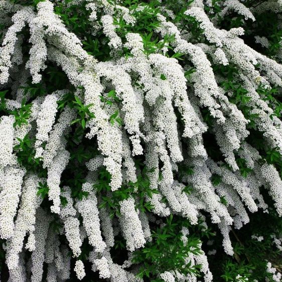 Спирея серая Грефшейм / С3 / Spiraea cinerea Grefsheim