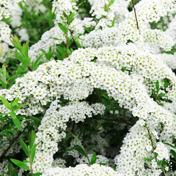 Спирея серая Грефшейм / С3 / Spiraea cinerea Grefsheim