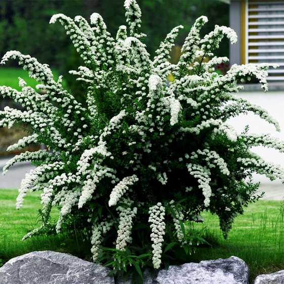 Спирея серая Грефшейм / С3 / Spiraea cinerea Grefsheim