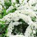 Спирея серая Грефшейм / С3 / Spiraea cinerea Grefsheim