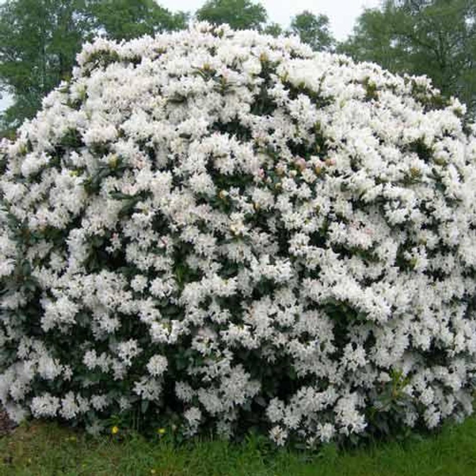 Каннингемс уайт. Рододендрон Cunningham's White. Рододендрон гибридный Каннингемс Уайт. Рододендрон Cunningham s White. Рододендрон гибридный 'Cunningham's White'.