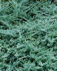 Можжевельник горизонтальный Вилтони / С2 / Juniperus Wiltonii