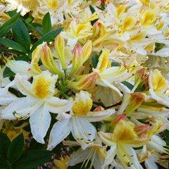 Азалія листопадна Давісі / Rhododendron Daviesii