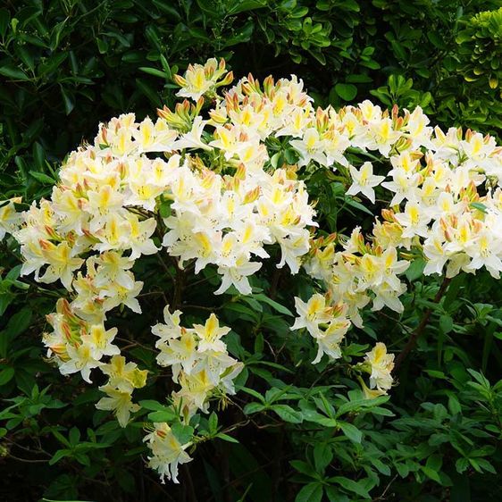 Азалія листопадна Давісі / Rhododendron Daviesii