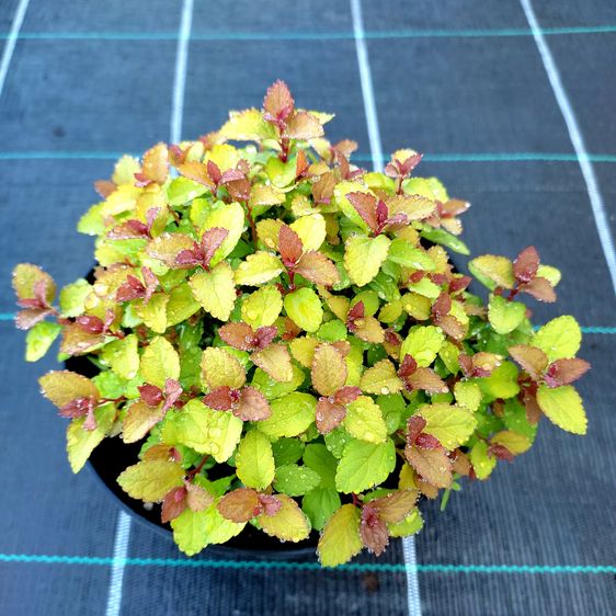 Спирея японская Мерло Стар / С3 / Spiraea japonica Merlo Star