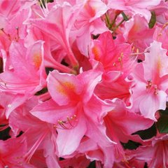 Азалія листопадна Джолі Мадам / Rhododendron Jolie Madame
