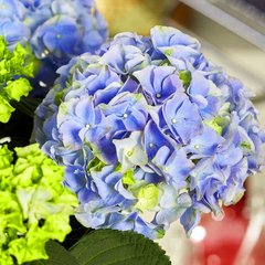 Гортензія крупнолиста Хай Рівер / С3 / Hydrangea Hi River