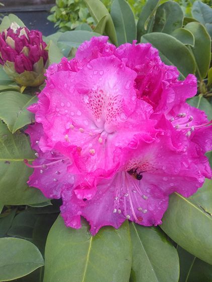 Рододендрон Германія / Р13 / Rhododendron Germania