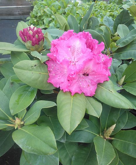 Рододендрон Германія / Р13 / Rhododendron Germania